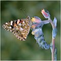 42 - Vanessa virginiensis - ANAGNOSTIDIS MARC - france